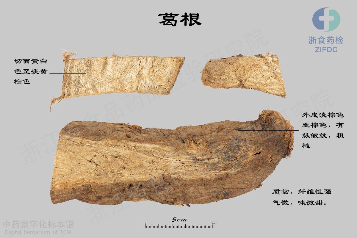 葛根 标本影像